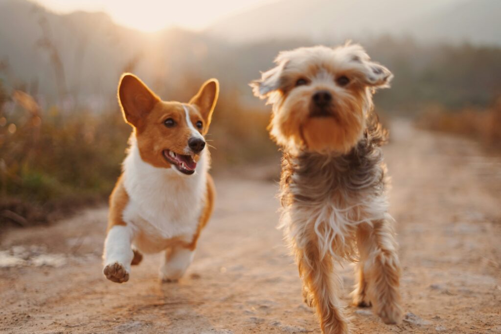 犬にかかる生活費はいくら？