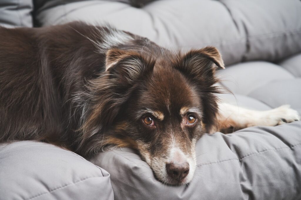 犬用ベッドどんなものを選ぶ？