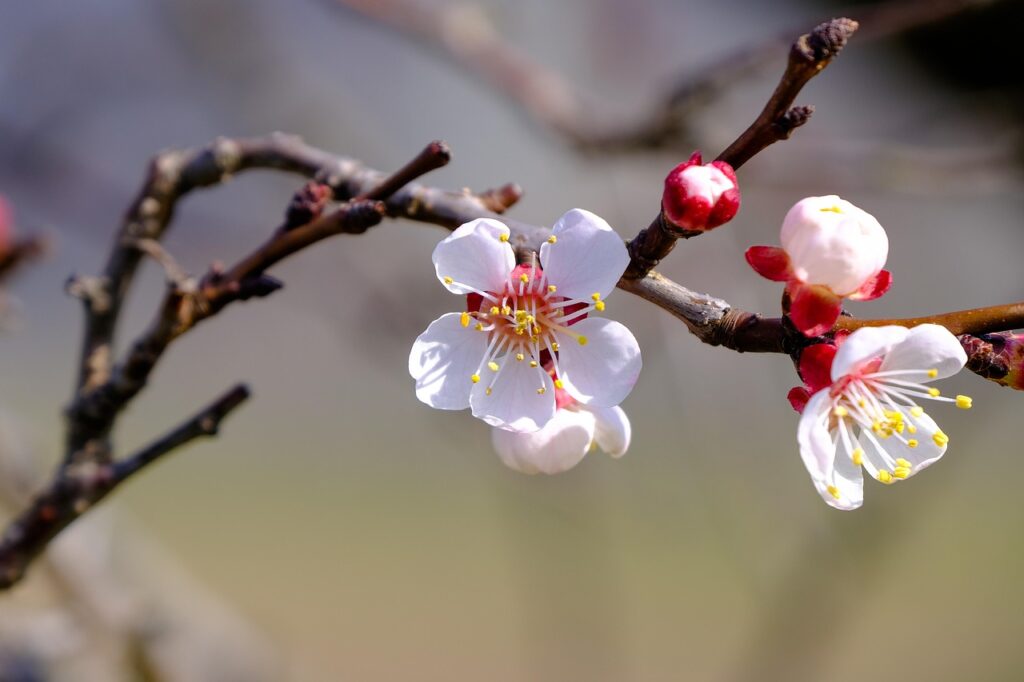 春が待ち遠しいけど、花粉はいらない