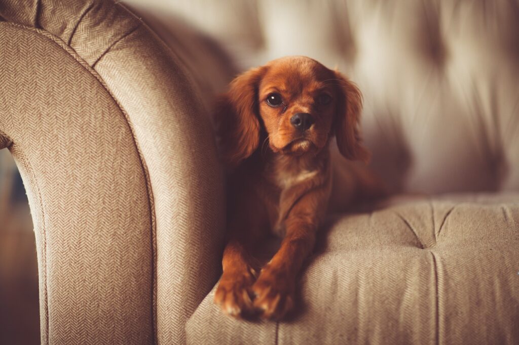 犬の抜け毛の原因